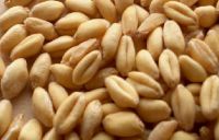  Soft Milling Wheat â�� NON-GMO (for making bread) - USA/Mexico Origin.