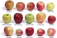 Fresh Apples from the USA. (Royal Gala Apples, Red Delicious apples and More)