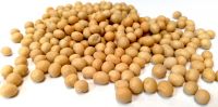 Soybeans / Soyabean - Non Gmo Organic Yellow Soybeans - USA Origin.