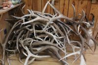 Red Deer Antlers ...