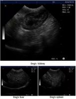 Laptop Ultrasound Scanner for Animal Health Diagnosis