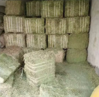 ALFAFA HAY READY FOR SUPPLY / Alfalfa hay with high protein for animal feeding