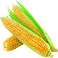 Dry Yellow Corn For Animal Feed Wholesale , Animal Feed Maize animal feed yellow corn seeds Yellow corn Non GMO