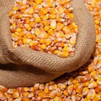 Agricultural Product Bulk Grain Yellow Dried Corn Kernels Dried Maize Dried Yellow Corn with Competitive Price