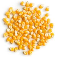 Yellow Corn for wholesale price/ Dry Maize For Animal Feed/ Animal feed corn for sale