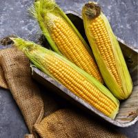 Brazil High Quality Yellow Corn Yellow corn/corn for animal feed/yellow corn for poultry feed