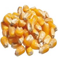 Yellow Corn For Animal Feed at Wholesale Price / Bulk Animal feed maize for export