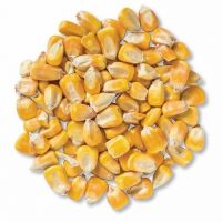 Non GMO Yellow and white Corn Maize, Best Quality Maize Grain Yellow Corn Feed Corn Maize at Low Cost Wholesale