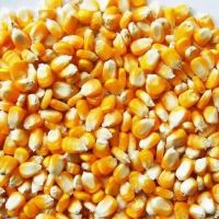 Bulk Grain Yellow Dried Corn /Dried Maize Dried Corn For Animal feed export price