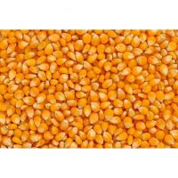 Sweet Yellow Corn Kernel Bulk Price