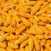 Market prices Dry Yellow Corn For Animal Feed Wholesale , Animal Feed Maize animal feed yellow corn seeds Yellow corn Non GMO