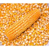 Wholesale Yellow Corn/ yellow corn for human consumption non gmo yellow corn yellow corn