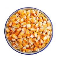 Rich in high quality vitamins Pure natural Bags Organic Sweet Dry Baby Corn Yellow Maize Corn Grit