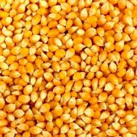 Agricultural Product Bulk Grain Yellow Dry Corn Kernal Dried Maize Dry Yellow Corn with Competitive Price