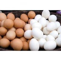 BULK FRESH TABLE EGGS - Fresh Chicken Table Eggs/Fresh Chicken Hatching EGGS hatching eggs | chicken eggs | animal products.