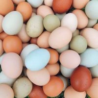 Fresh White and Brown Table fresh Chicken Eggs Fresh For Sale At Discount Price