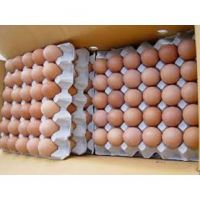 Wholesale Organic Fresh Chicken Table Eggs & Fertilized Hatching Eggs