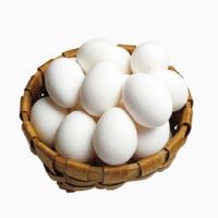FRESH CHICKEN EGGS Available For Sale
