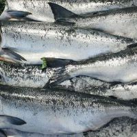 Fresh Salmon Fish / Salmon From Norway - 100% Export Quality Salmon Fish / Salmon fillet / Squid for sale / octopus supplier