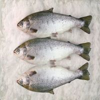 Order High quality wholesale bulk seafood fresh Salmon frozen fish. Food Grade Factory Directly Supply Frozen Salmon Fish.