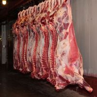 Frozen Halal Beef Meat Boneless Beef In Bulk