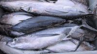 Factory price Whole Fresh Frozen Yellow Fin Tuna Fish Raw Materials 3.4-10kg PC IQF Fresh yellowfin tuna bonito tuna