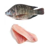 Frozen Tilapia Fish Whole Round With Wholesale Price Offer