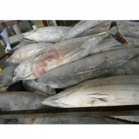 Frozen Whole Round Fish Skipjack Tuna Price Skipjack