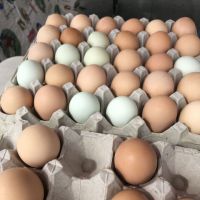 Fresh Chicken Eggs / Round Table Eggs for Sale / fertile hatching eggs Farm Fresh Chicken Eggs 