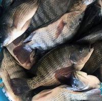 Nile Frozen Whole Black Tilapia Fish