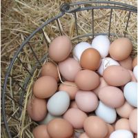 Best Quality Fresh white Table Chicken Eggs At Cheap Price Fresh Brown Chicken Eggs