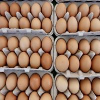 Best Quality Fresh Brown Table Chicken Eggs Cheap Fresh Chicken Table Eggs Fresh Chicken in bulk Brown Eggs from Brazil