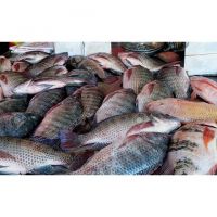 FROZEN BLACK TILAPIA/RED TILAPIA FISH