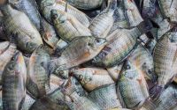 tilapia fish tilapia Frozen tilapia frozen tilapia frozentilapia fish 161019