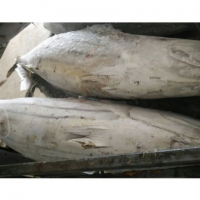 Top Quality Whole Round Bonito Tuna