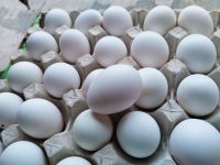 White and Brown Chicken Eggs,Fresh Table Eggs/Farm Fresh Chicken Eggs