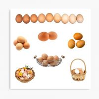 Fresh Chicken Eggs / Table eggs for sale 