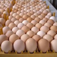 Factory Discount Sale Delicious Farm Fresh Chicken Table Eggs White and Brown For Sale In Stock