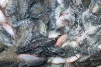 Top quality frozen Tilapia fish of frozen fish