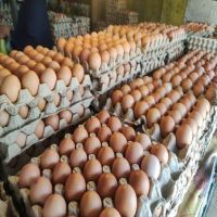 Agricultural Fresh Chicken Eggs/ Fresh Farm Chicken Table Eggs/Fresh Chicken
