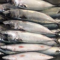 Sell Fresh Mackerel fish for sale