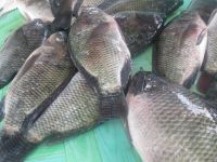 Seafood Fresh Frozen Red Tilapia Fish Red Snapper Tilapia Fish