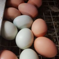 Fresh Chicken Eggs / Chicken Table eggs for sale / Chicken Hatching eggs 