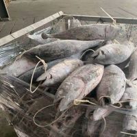 Wholesale good quality Fresh frozen frozen skip jack fish skipjack tuna for sale
