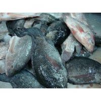 frozen tilapia fish exporters