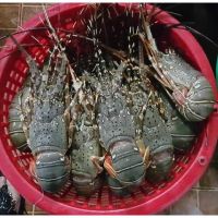 Wholesale Canadian Cold Water Lobsters Tails for sell