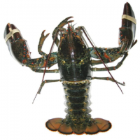 High quality wholesale Frozen Lobster / Frozen Lobster Tails / Fresh Live Lobsters.