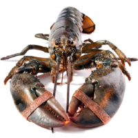 Seafood Fresh and Frozen Lobster, Frozen Lobster, Frozen Lobster Tails, Canadian Fresh Lobsters