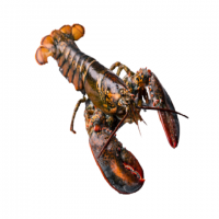 Wholesale Frozen Fresh Lobster Seafood for sale. Chilled Lobster Tails. Frosty Lobster Delight. Arctic Lobster Selection