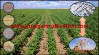 Guar Gum Seed Cultivation Agriculture Agribusiness Consultancy